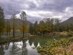 -小芝红树林