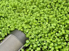 -西湖风景区-江洋畈生态公园