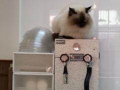 -有猫主题·治愈系猫咖(曾厝垵店)