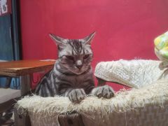 -猫色咖啡·猫咖