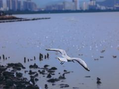 -深圳湾公园(南山区)