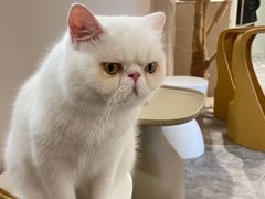 -More Fun猫咖 二十只万元加菲主题