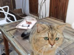 -喵屿·大理花园猫咖