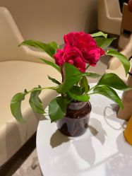 点击看大图 -重庆安琪儿妇产医院-妇幼保健联盟医院