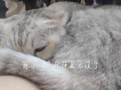 -猫咪派对(江南西店)