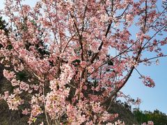 -广州市流溪河国家森林公园