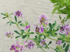 -永定河休闲森林公园