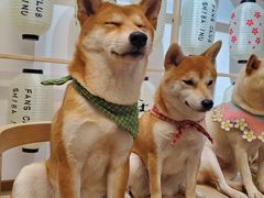 -柴迷FANS CLUB·柴犬狗咖·猫咖