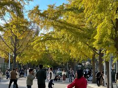 -三里屯东五街银杏大道