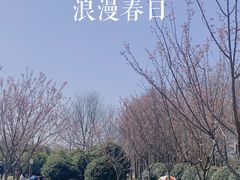 -顾村公园