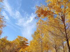 -金塔沙漠胡杨林景区