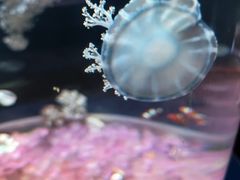 -欢乐海岸海洋奇梦馆