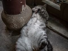 -龙华寺