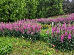 -铁山坪森林公园