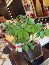 -东方先生国潮男士理发馆