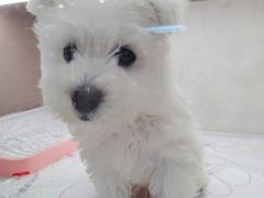 -翊宠yipet猫狗购宠庄园犬舍•猫舍