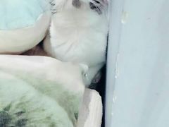 -喵的天空名猫咖啡馆·撸猫·猫舍·用品