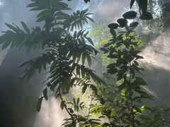 -西双版纳原始森林公园