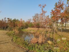 -上海长兴岛郊野公园