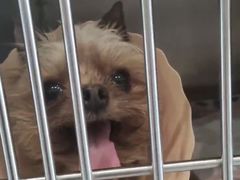 -伟伟宠物医院·CT影像中心·瑞派犬猫综合性门诊(汉口总院)