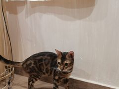 -楼上猫咖(罗湖店)