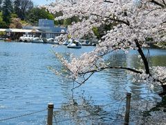 -井之头恩赐公园