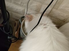 -平行世界·猫咖(首经贸店)