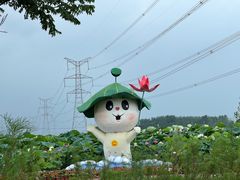 -池杉湖湿地公园