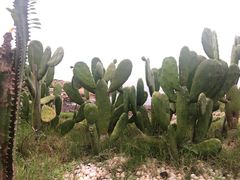 -广东惠东海龟国家级自然保护区