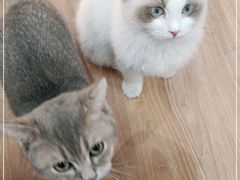 -COLOR PETS 撸猫馆·购猫·猫咖(长风大悦城店)