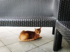 -无锡梁鸿湿地丽笙度假酒店·流觞西餐厅