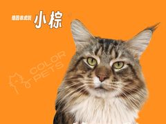 -COLOR PETS 撸猫馆·购猫·猫咖(长风大悦城店)