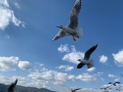 -海埂大坝