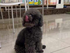 -瑞鹏宠物医院·骨科·猫科·内科(第一中心)