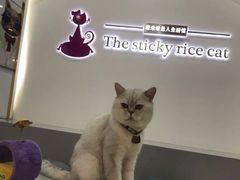 -糯米喵星人·撸猫猫舍咖啡馆(西市场嘉华店)