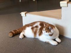 -飞行喵MR PILOT|猫舍·猫咖(静安大融城店)