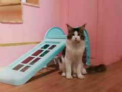 -70cat德文卷毛猫·缅因猫纯种猫舍