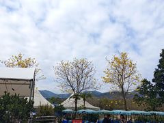-天适樱花悠乐园
