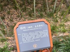 -望江楼公园