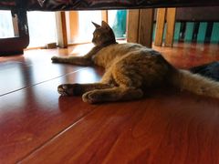 -猫小院猫主题咖啡厅(北锣店)