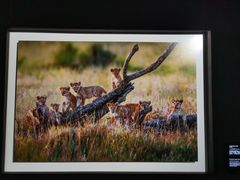 -罗红摄影艺术馆