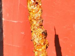 -烤肉季饭庄