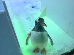 -芜湖新华联大白鲸海洋公园