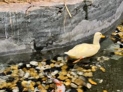 -Zoolung Zoolung动物主题公园(海信广场店)