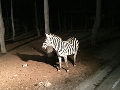 -清迈夜间动物园