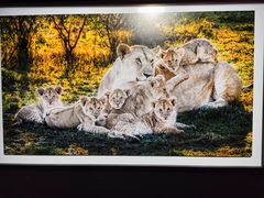 -罗红摄影艺术馆