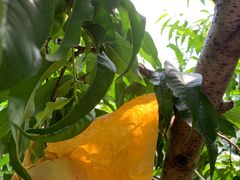 -老袁家蜜桃农场·阳山水蜜桃