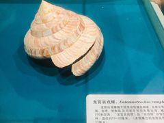 -青岛贝壳博物馆