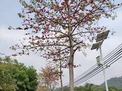 -滴水岩森林公园