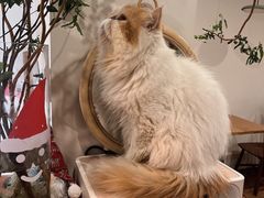 -有猫主题·治愈系猫咖(曾厝垵店)